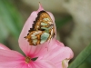 P6100215