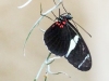 P6100224