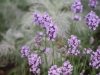 P6100246