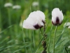 P6100262