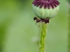 P6100271