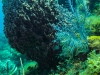 p4250697