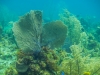 p4250744