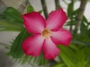 p5041052