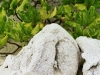 riesiger Korallenblock am Strand