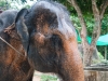 thailand-2013-171