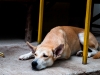 thailand-2013-215