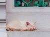 thailand-2013-38