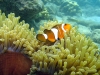 Nemo gefunden