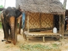 Elephant-Camp bei Ao Nang
