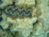 thailand-1876_1