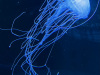 B52E8867-B8AF-4103-933C-C5791AC342F9