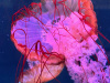 ED356C3F-F825-44E8-91F0-BFCBEBB8D823